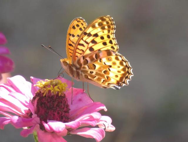 秋风吻尽银杏叶，艳遇醉美帽子峰