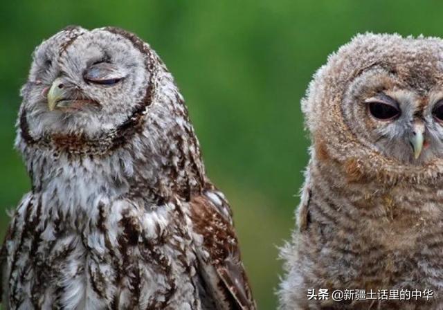 牛年嫑眼气