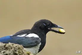 玉米播种后易被鸟刨食，如何防治？老农的6种方法迫使鸟远离农田图片