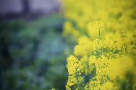 “李花白，菜花黄”，黄色的可能是青菜花，意不意外，惊不惊喜图片