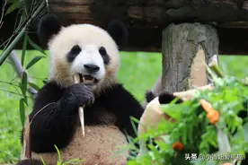 祝远在鞍山的小糖块3岁生日快乐，分享一些糖块的趣事给大家图片