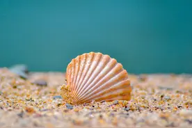 未来手机屏不怕碎？贝壳仿生玻璃坚不可摧图片