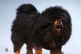 5种世界上最贵的狗，第一种土豪也养不起，最高成交1800万图片