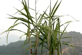 甘蔗的塑料大棚种植技术你知多少？乡农陪你学种植图片