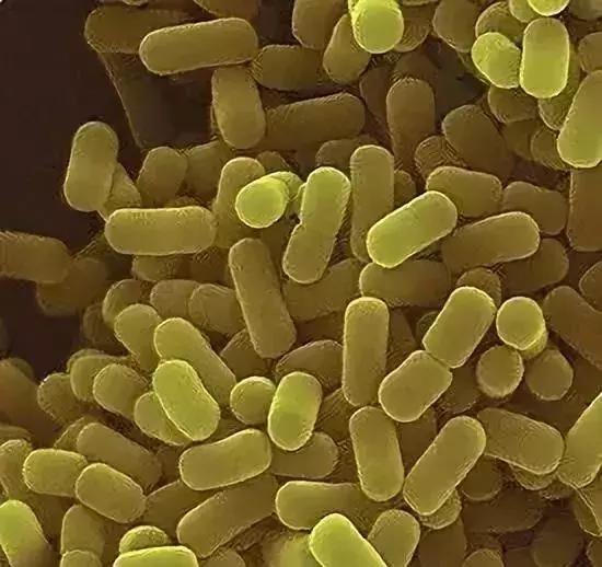 世界自闭症日：从肠道出发，治疗自闭症