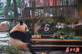 胖妞增重40斤，春俏长了10斤，大熊猫姐妹花在汉一年生活很巴适图片