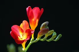 黑色背景的照片怎么拍？大咖都是用这3种方法图片