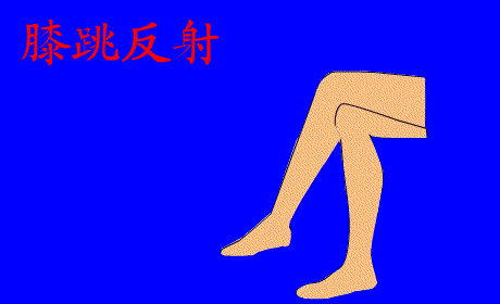 中学生物精美GIF动图来啦