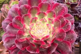 我的秘密花园5：收集整理也是一种快乐之法师篇图片