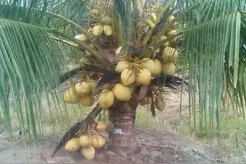 教你用椰子培育盆栽，可以直接买椰子苗种，在室内能长五六年图片