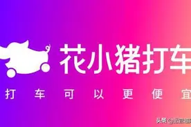 花小猪是什么？怎么成长起来的？原来TA的运营策略的这样的图片