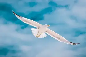 我为什么推荐大家读庄子？图片