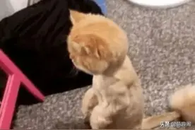 家里的猫被剃了毛之后对着镜子自闭了图片
