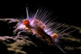 比小强还强的毛毛虫，冻成冰块都死不了图片