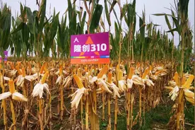 隆创310：超级玉米龙头新品种呼之欲出图片