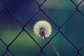 盛夏的悲凉：昔日校花的荣光，今日只剩令人唏嘘的倔强图片