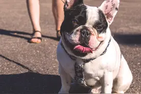 杭州桐庐县可以带狗带猫带宠物的友好景点图片