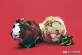 各种可爱的小动物老鼠，兔子，松鼠 无版权4K图片展示图片