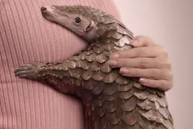 不再入药！穿山甲终于从药典“除名”图片