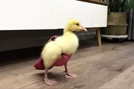 小女孩买了1只鸭子回家，后来越养越头疼图片