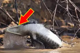 鳄鱼最大的天敌，5秒就能秒掉鳄鱼，真正的水中霸王图片