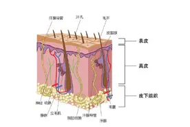 趣说长痘原理！痘痘形成过程连环解析图片