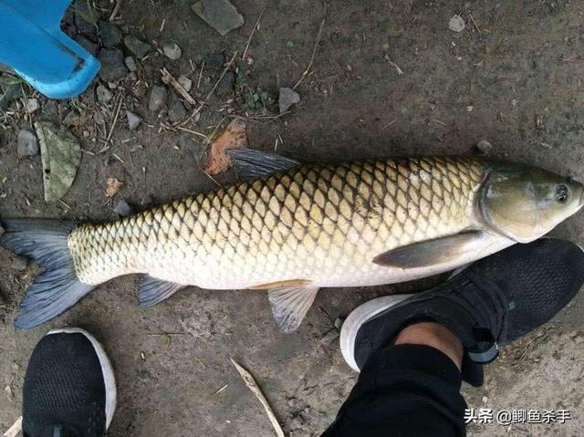 草鱼最爱吃的饵料不在渔具店，而在自己家！这三样东西混合就行