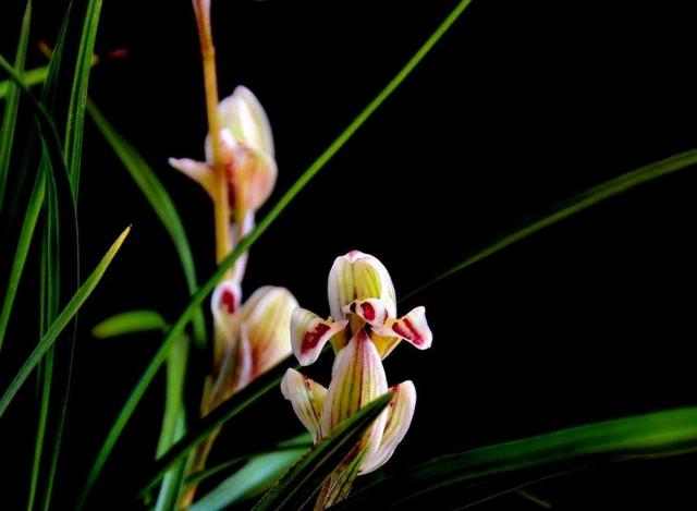 想兰花更美吗？别忽视浇水，你做对了吗？