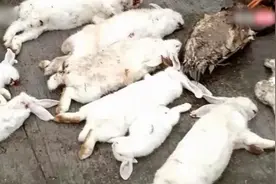 咬死多只家禽 “凶手”竟是国家二级保护动物豹猫视频封面