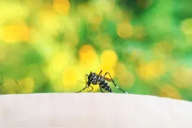 被蚊子叮咬后又疼又痒，千万别挠，防止发生意外图片