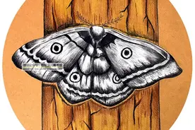 儿童画教程｜创意彩铅画--树上的美丽飞蛾图片