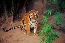 消失的兽王！浅谈老虎在中国的古今生存状态图片