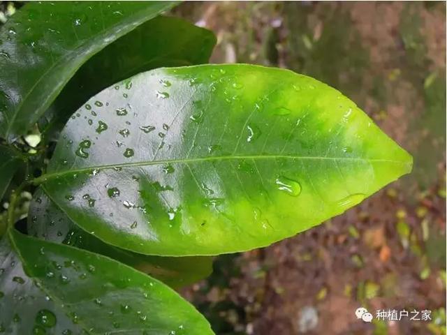 柑桔园缺素预警图，一起来认一认