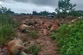 海南东方一声惊雷42头牛毙命，放牧人却没事，这是为什么？图片