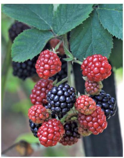 「自然科普」黑莓:果味甜酸