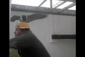 这只鸟想要和人交配，而人却对它做这种事，欺骗了它的感情图片