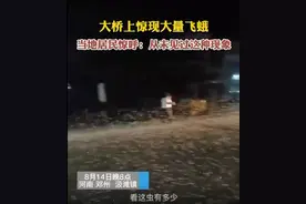 破案了！河南邓州飞蛾大爆发？原来是朝生暮死的蜉蝣图片