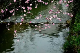 杜甫《春水》诗，抒发的是闲适，而不是忧思图片
