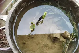 人是水做的，但有这3种情况不能多喝水，否则对身体健康无益图片