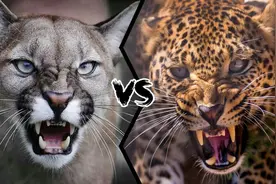 花豹vs美洲狮，谁才是大型猫科动物中最凶狠的杀手？图片