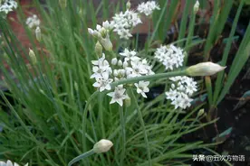 漫谈起源于中国的蔬菜图片