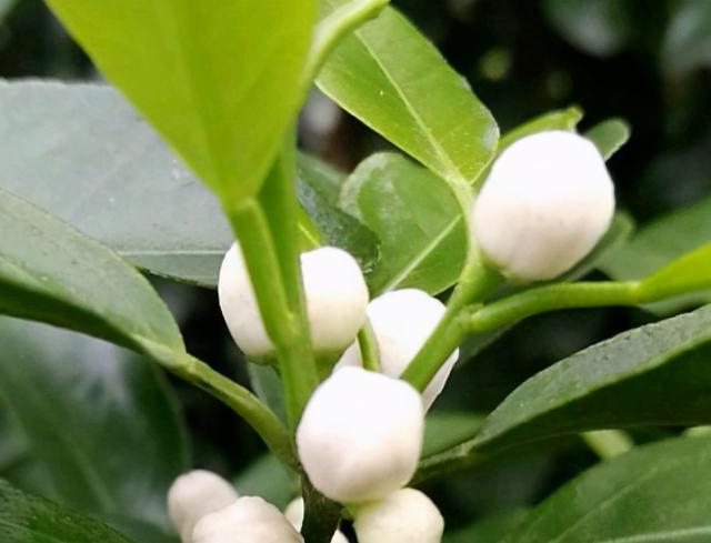 叶面肥也会有“隐性危害”，柑橘上如何科学使用叶面肥？