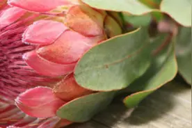 小公主花怎么养图片