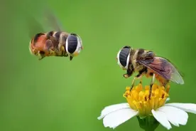 养蜂人不断取走蜂蜜，为啥蜜蜂不逃跑？养蜂人点了蜜蜂3个死穴图片