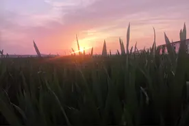 日出东方却落于西，翻译过来就是，我爱你却有始无终图片