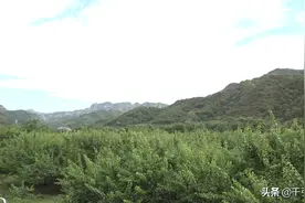 视频｜平谷：又到北寨杏红时 此间佳果侯君摘图片