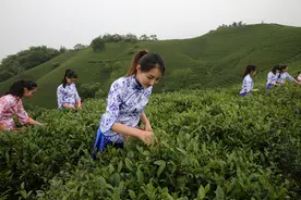 信阳茶文化发展现状、优势、问题及对策图片