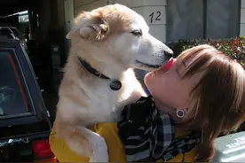 狗狗为什么爱“舔人”呢？背后有这些原因图片