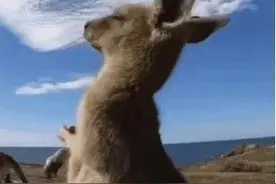 表情包动图 | 你再说一遍图片