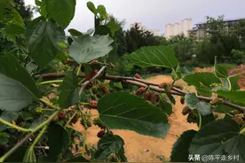 秦岭山里的桑葚熟了，纯天然的野果，还具有很高药用价值图片